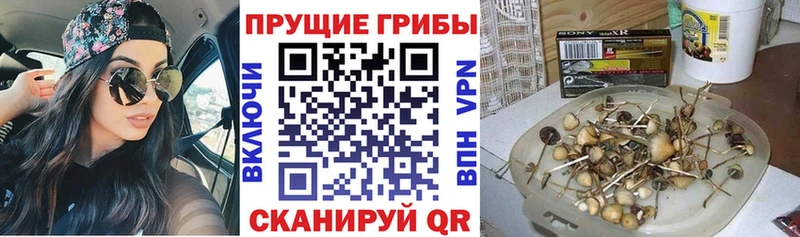 Псилоцибиновые грибы прущие грибы  маркетплейс состав  Новокузнецк 